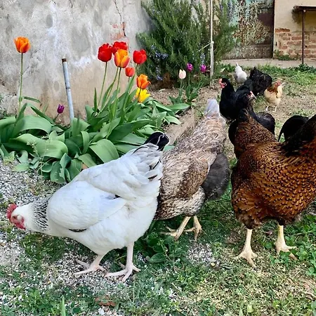 Graziosa Mansarda Country Séjour chez l'habitant Valenza